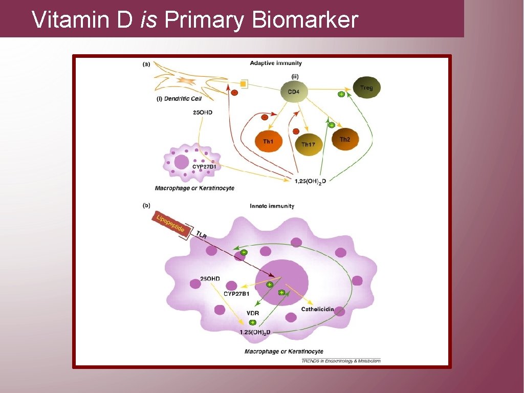Vitamin D is Primary Biomarker 
