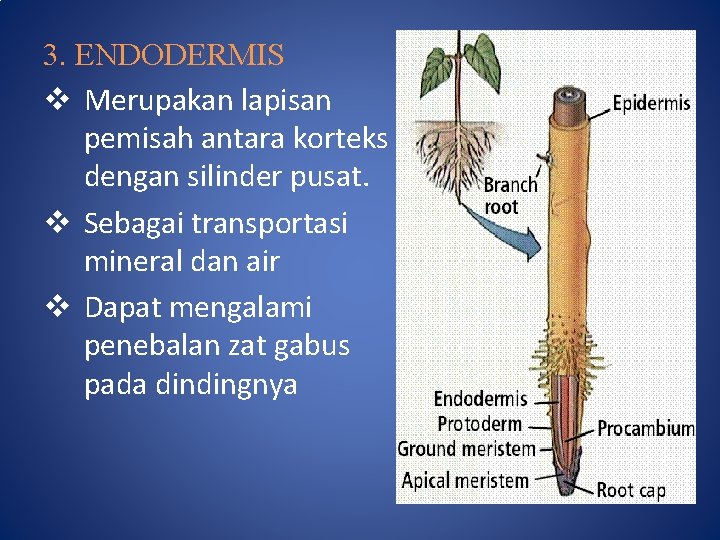 3. ENDODERMIS v Merupakan lapisan pemisah antara korteks dengan silinder pusat. v Sebagai transportasi