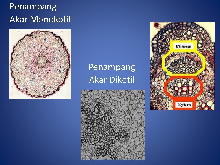Penampang Akar Monokotil Penampang Akar Dikotil 