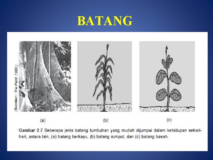 BATANG 