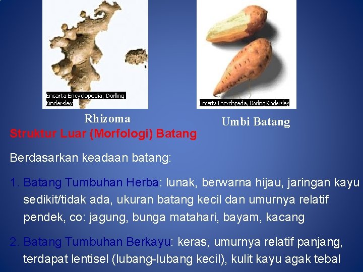 Rhizoma Struktur Luar (Morfologi) Batang Umbi Batang Berdasarkan keadaan batang: 1. Batang Tumbuhan Herba: