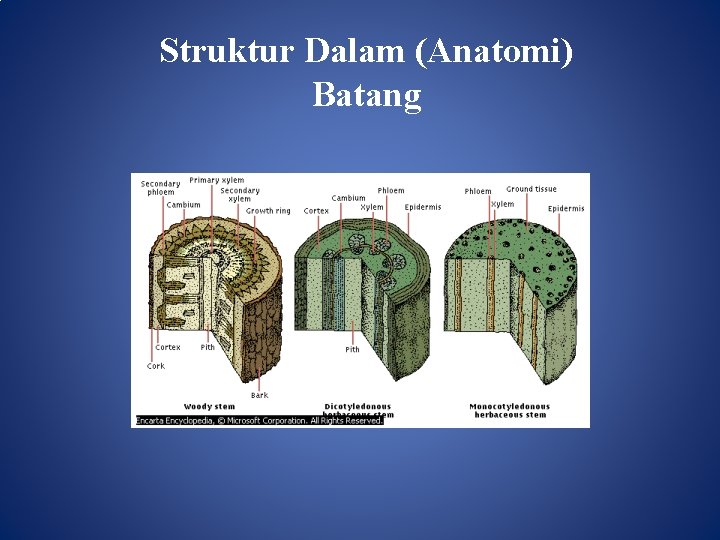 Struktur Dalam (Anatomi) Batang 