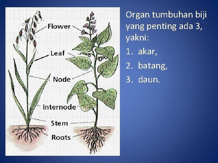 Organ tumbuhan biji yang penting ada 3, yakni: 1. akar, 2. batang, 3. daun.