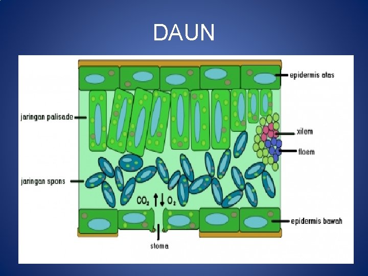 DAUN 
