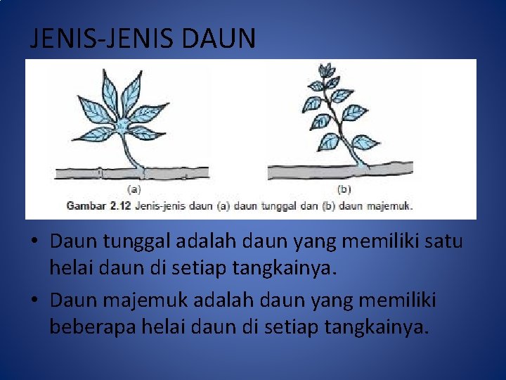 JENIS-JENIS DAUN • Daun tunggal adalah daun yang memiliki satu helai daun di setiap