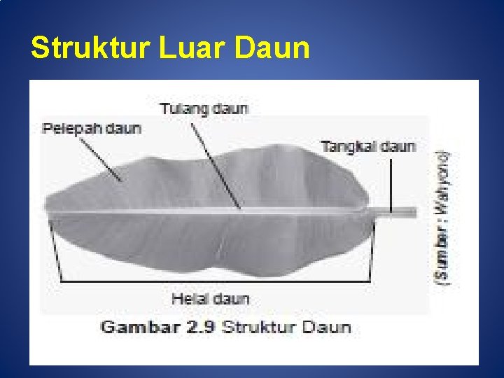 Struktur Luar Daun 