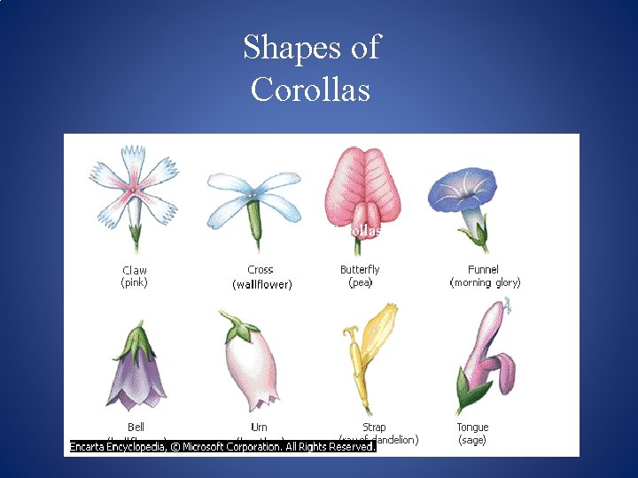 Shapes of Corollas 