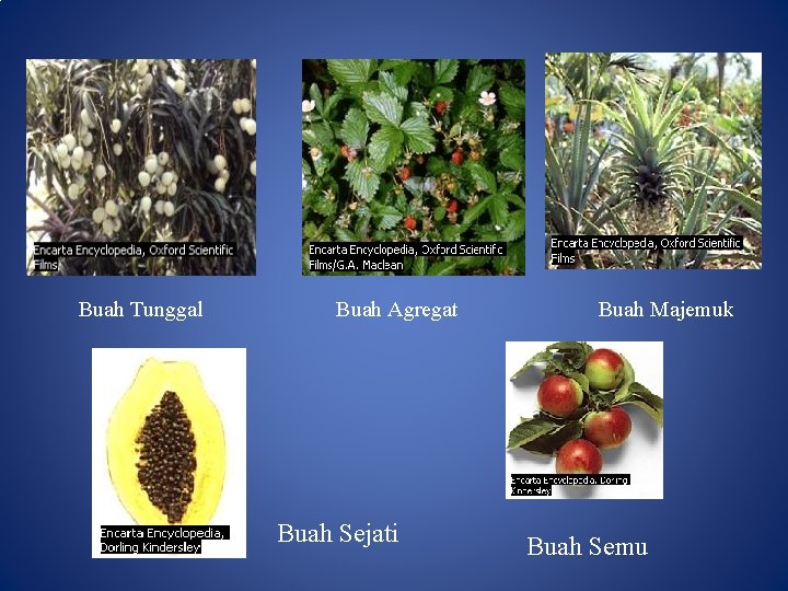 Buah Tunggal Buah Agregat Buah Sejati Buah Majemuk Buah Semu 