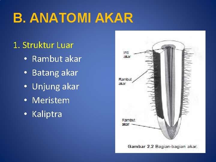 B. ANATOMI AKAR 1. Struktur Luar • Rambut akar • Batang akar • Unjung