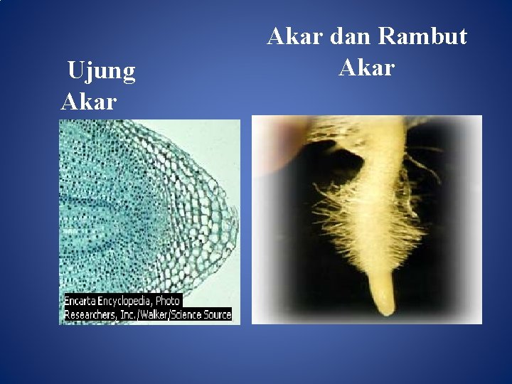 Ujung Akar dan Rambut Akar 