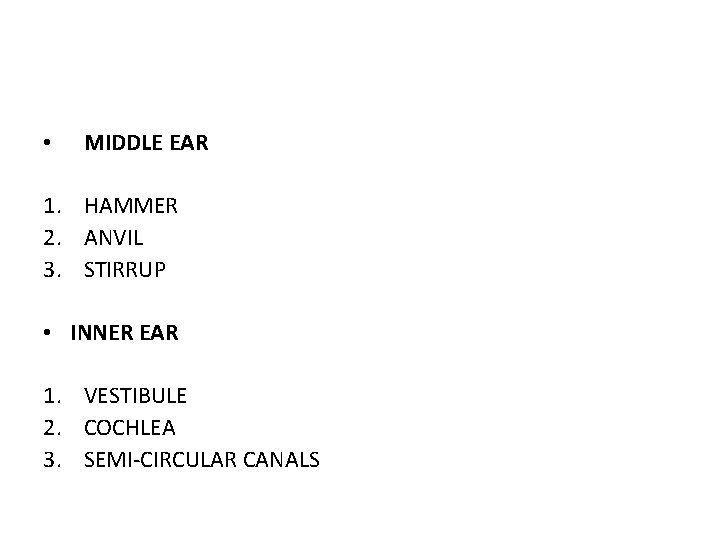 • MIDDLE EAR 1. HAMMER 2. ANVIL 3. STIRRUP • INNER EAR 1.