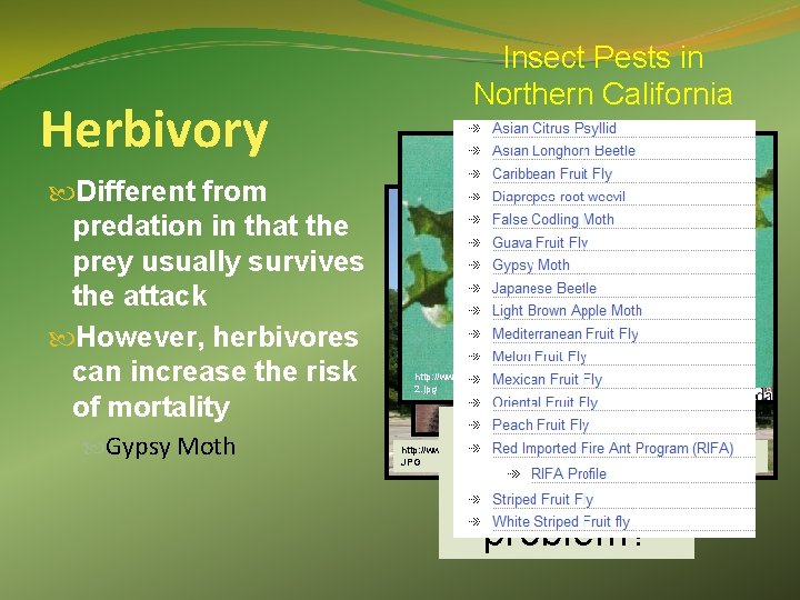 Herbivory Different from predation in that the prey usually survives the attack However, herbivores