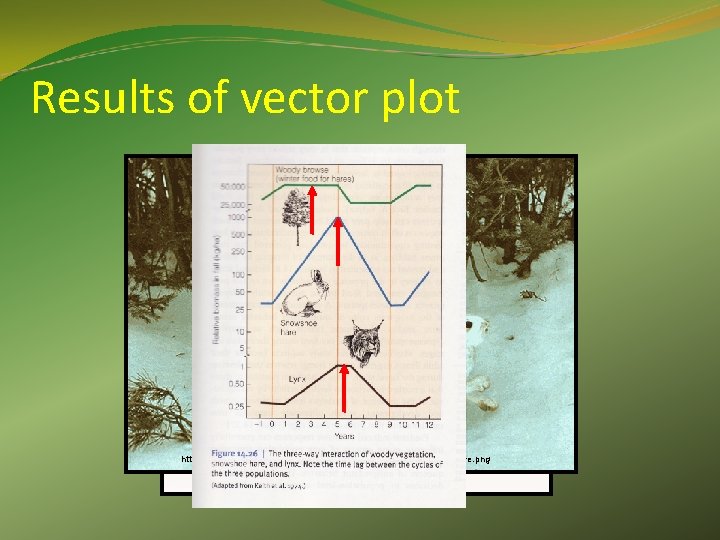 Results of vector plot Predicted from vector plot http: //www. sci-fi-o-rama. com/wp-content/uploads/2008/12/lynx_and_hare. png 