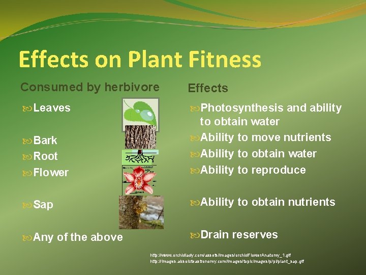 Effects on Plant Fitness Consumed by herbivore Effects Leaves Bark Root Flower Photosynthesis and