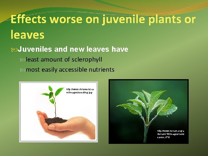 Effects worse on juvenile plants or leaves Juveniles and new leaves have least amount