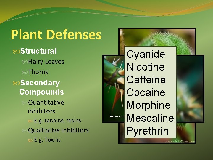 Plant Defenses Structural Hairy Leaves Thorns Secondary Compounds Quantitative inhibitors E. g. tannins, resins