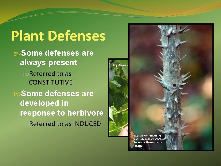 Plant Defenses Some defenses are always present Referred to as CONSTITUTIVE Some defenses are