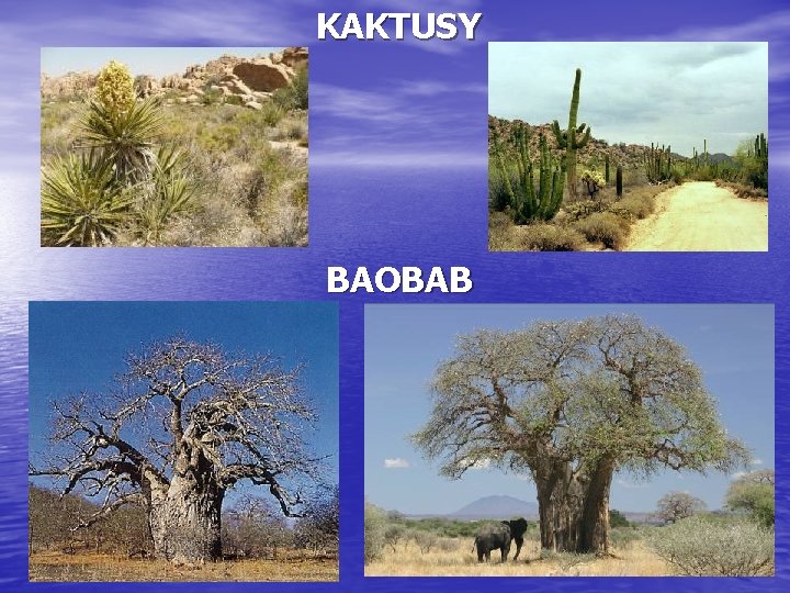 KAKTUSY BAOBAB 
