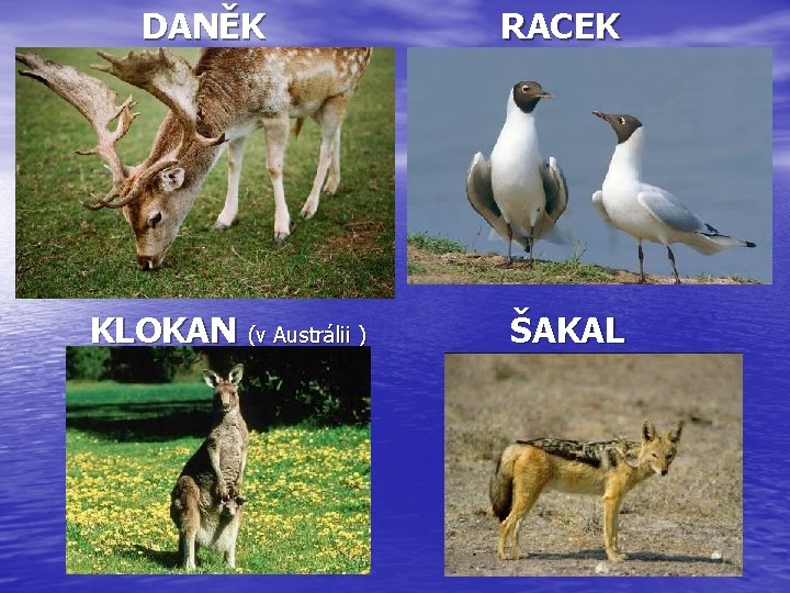 DANĚK KLOKAN (v Austrálii ) RACEK ŠAKAL 