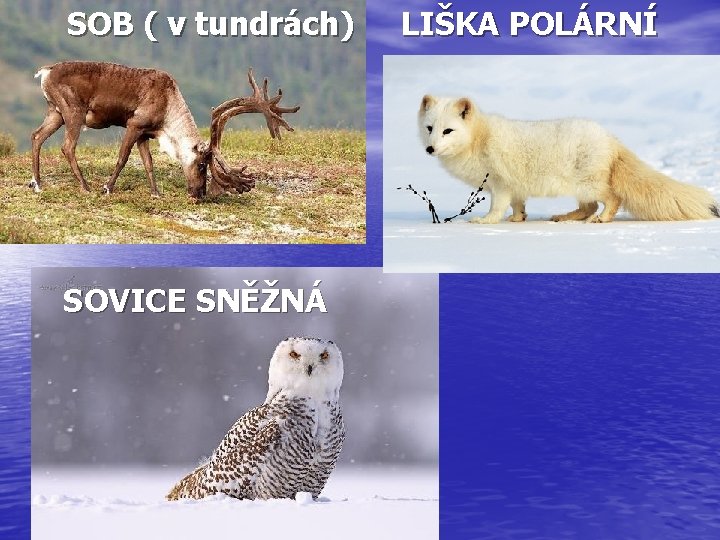 SOB ( v tundrách) SOVICE SNĚŽNÁ LIŠKA POLÁRNÍ 