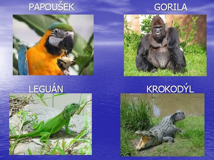 PAPOUŠEK LEGUÁN GORILA KROKODÝL 