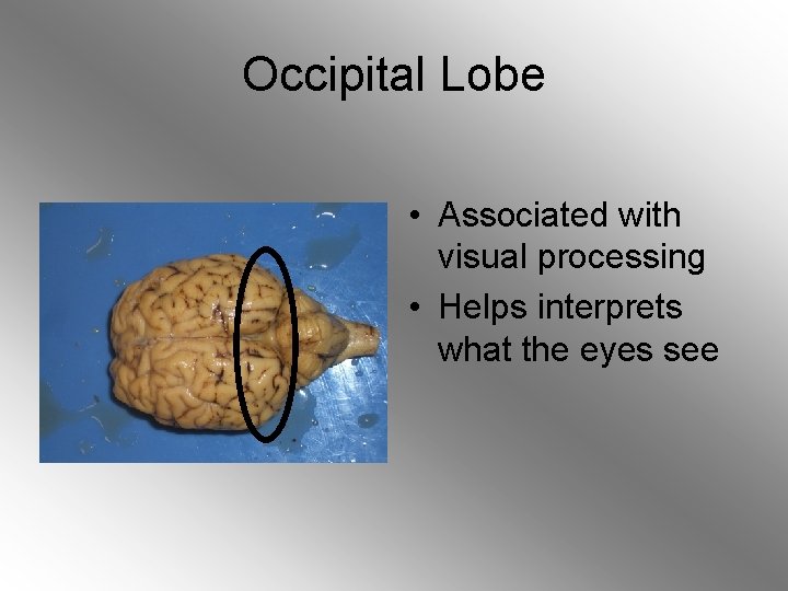 Occipital Lobe • Associated with visual processing • Helps interprets what the eyes see