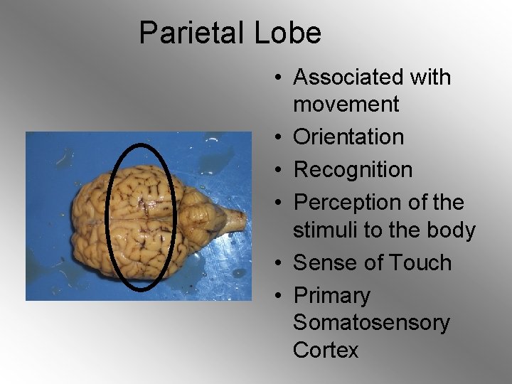 Parietal Lobe • Associated with movement • Orientation • Recognition • Perception of the