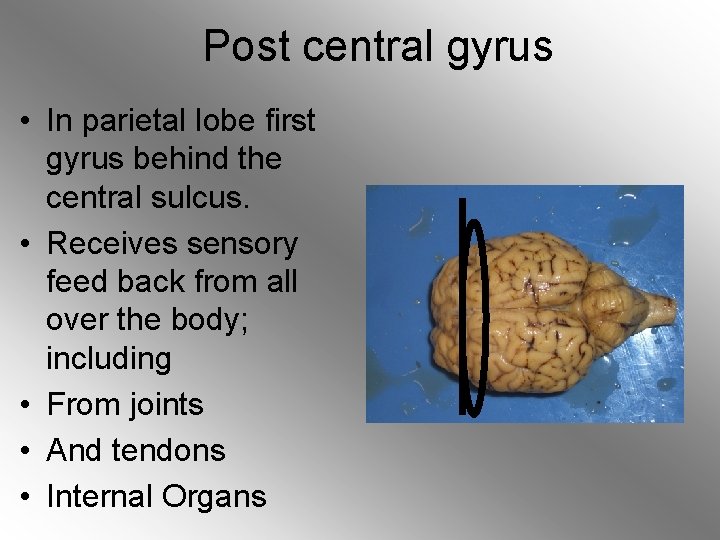 Post central gyrus • In parietal lobe first gyrus behind the central sulcus. •