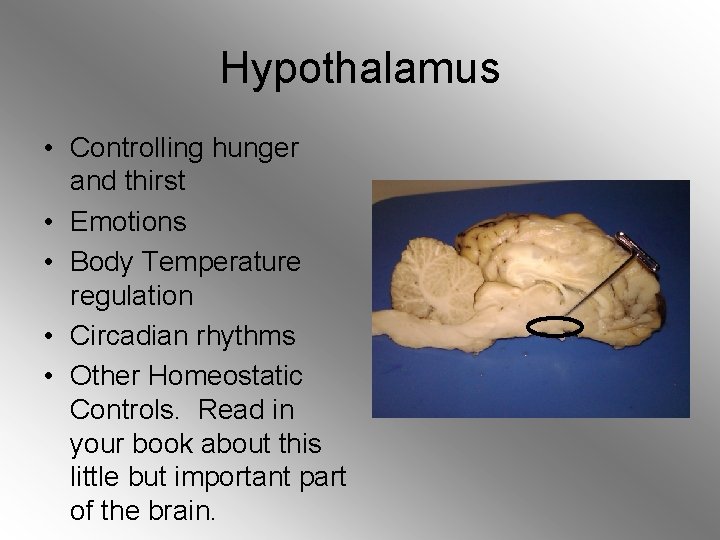 Hypothalamus • Controlling hunger and thirst • Emotions • Body Temperature regulation • Circadian