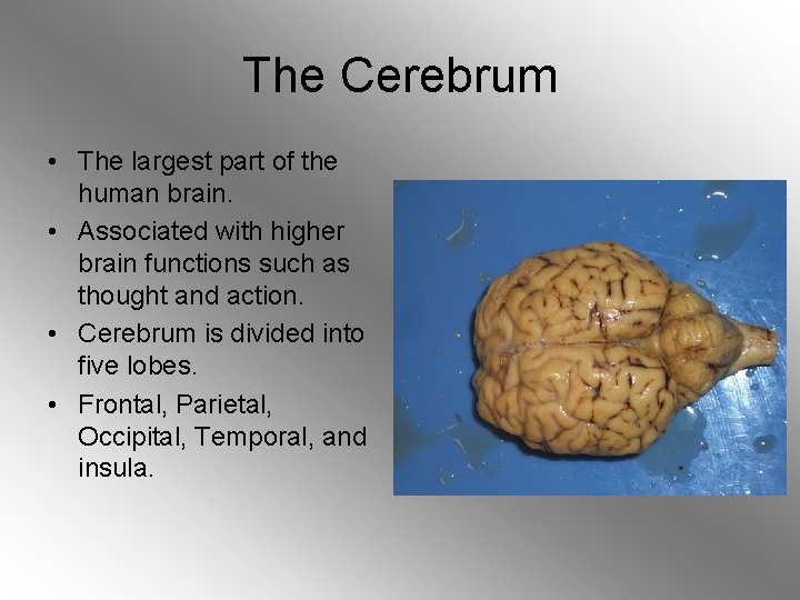 The Cerebrum • The largest part of the human brain. • Associated with higher