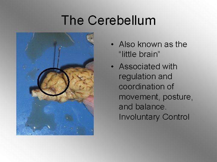 The Cerebellum • Also known as the “little brain” • Associated with regulation and