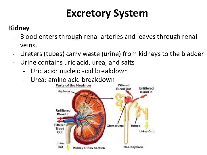Excretory System Kidney - Blood enters through renal arteries and leaves through renal veins.
