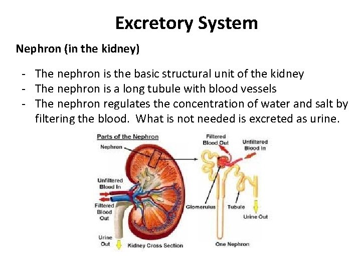 Excretory System Nephron (in the kidney) - The nephron is the basic structural unit