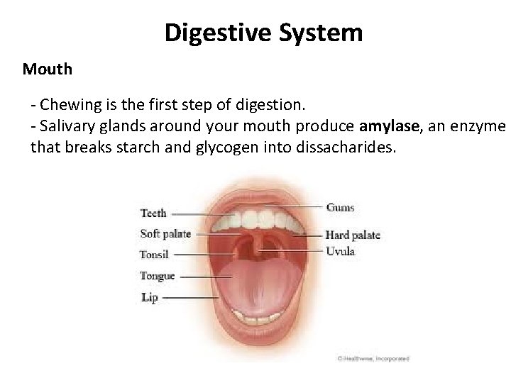 Digestive System Mouth - Chewing is the first step of digestion. - Salivary glands