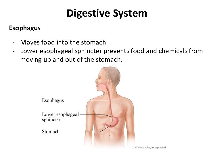 Digestive System Esophagus - Moves food into the stomach. - Lower esophageal sphincter prevents