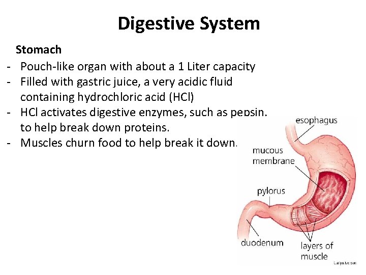 Digestive System - Stomach Pouch-like organ with about a 1 Liter capacity Filled with