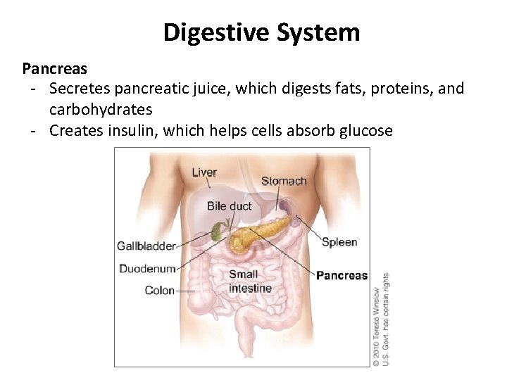 Digestive System Pancreas - Secretes pancreatic juice, which digests fats, proteins, and carbohydrates -