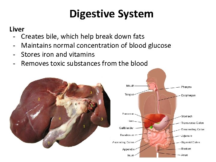 Digestive System Liver - Creates bile, which help break down fats - Maintains normal