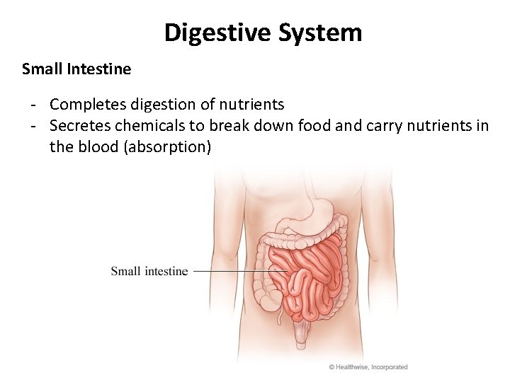 Digestive System Small Intestine - Completes digestion of nutrients - Secretes chemicals to break