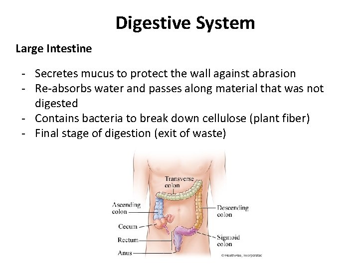 Digestive System Large Intestine - Secretes mucus to protect the wall against abrasion -