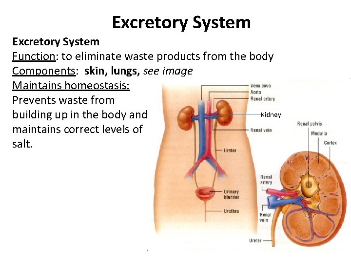 Excretory System Function: to eliminate waste products from the body Components: skin, lungs, see