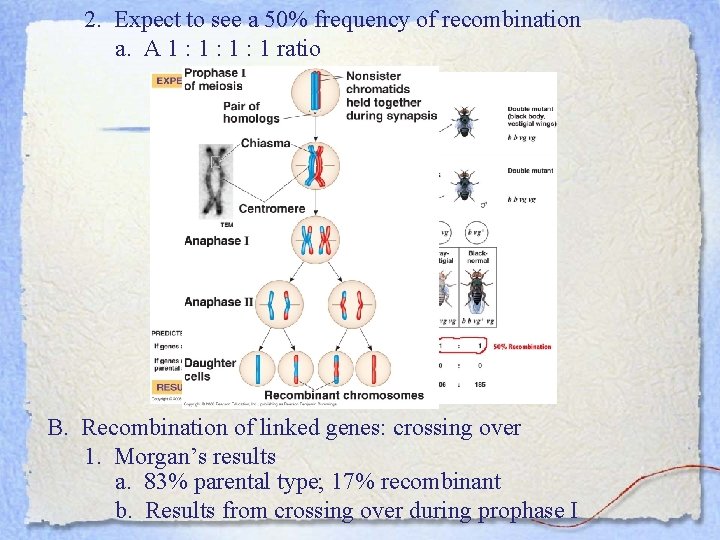 2. Expect to see a 50% frequency of recombination a. A 1 : 1