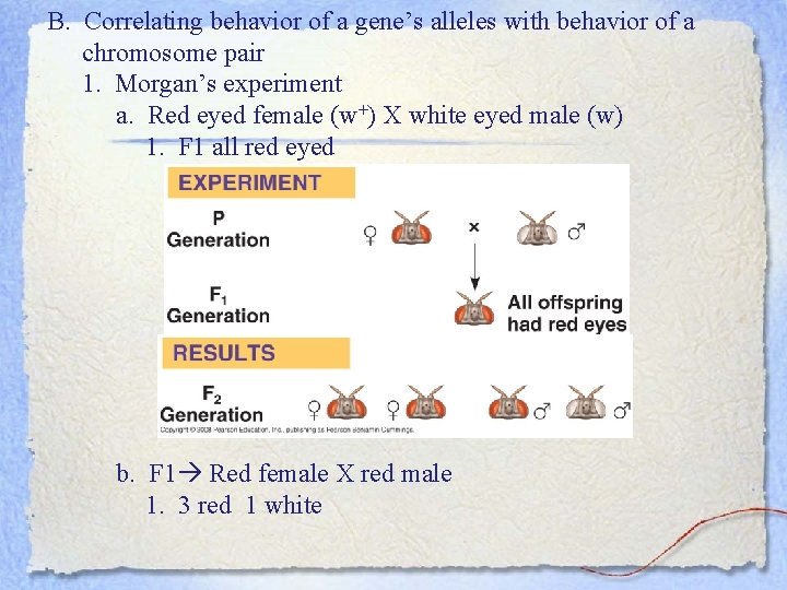B. Correlating behavior of a gene’s alleles with behavior of a chromosome pair 1.