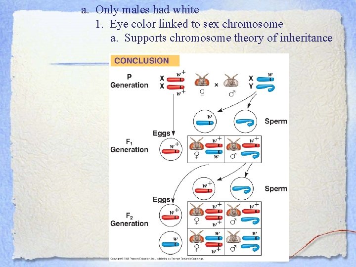 a. Only males had white 1. Eye color linked to sex chromosome a. Supports