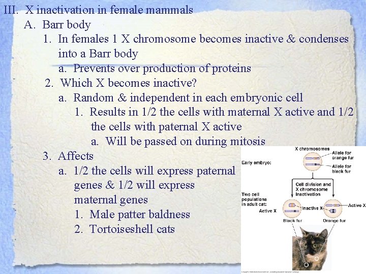 III. X inactivation in female mammals A. Barr body 1. In females 1 X