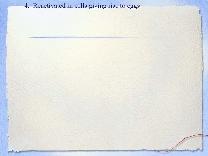 4. Reactivated in cells giving rise to eggs 