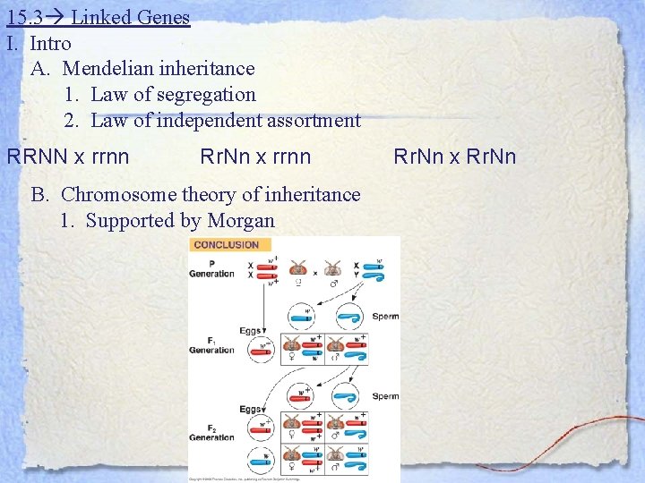 15. 3 Linked Genes I. Intro A. Mendelian inheritance 1. Law of segregation 2.