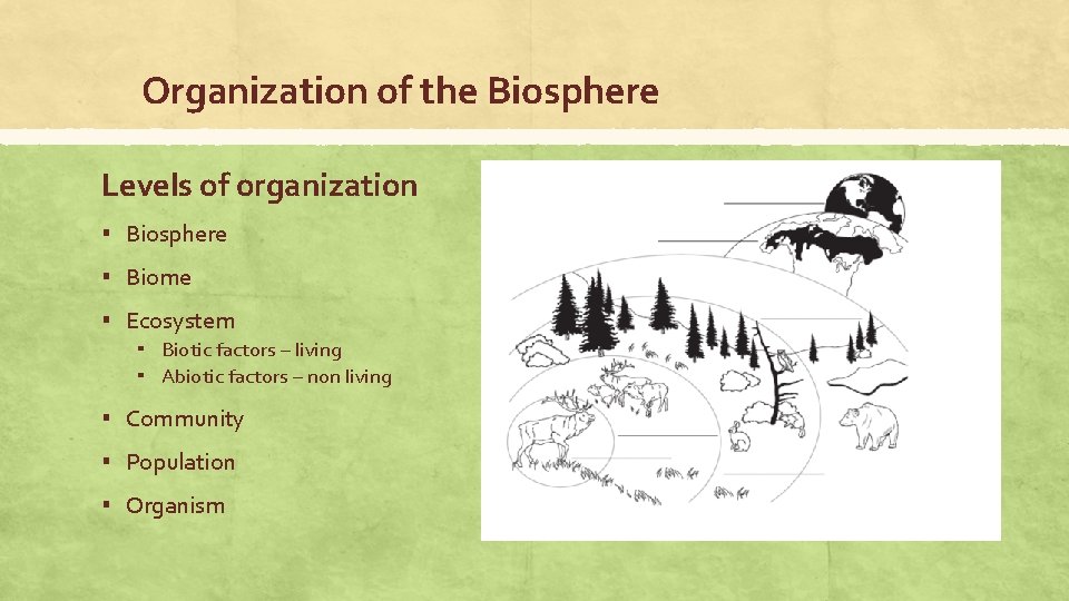 Levels Of Organization In The Biosphere at Lynda Rahman blog