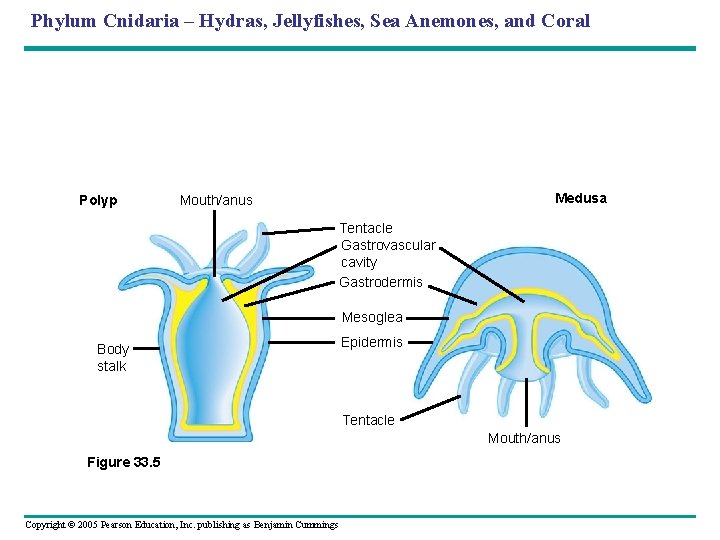 Chapter 33 Invertebrates Power Point Lectures for Biology