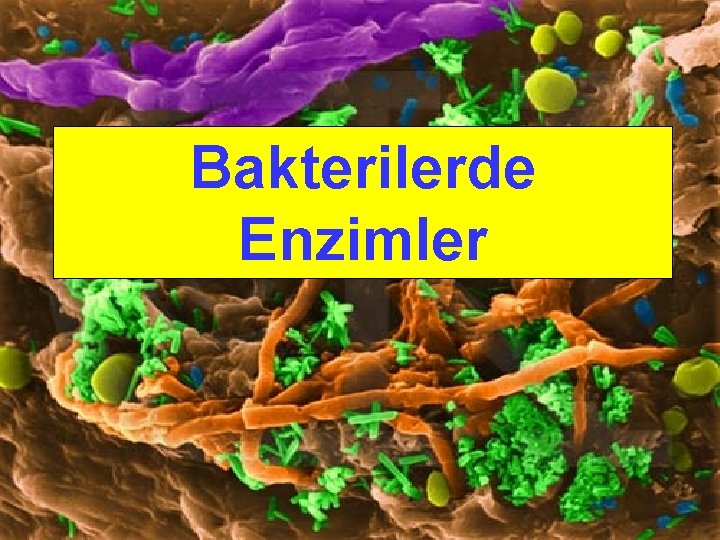 BAKTERİLERDE Bakterilerde ÜREME Enzimler 50 